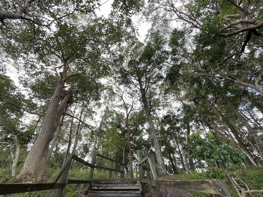 Bribie Island Tours - Follow Me Tours - Ecotherapy - Shinrin-yoku - Forest Bathing