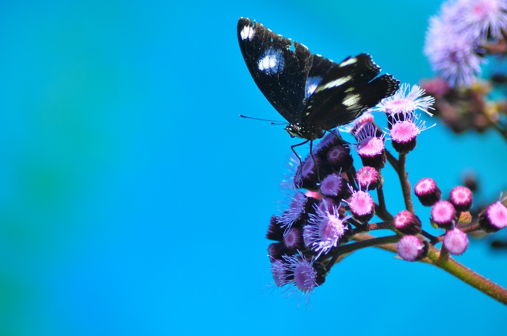 Bribie Island Follow Me Tours - Butterfly House