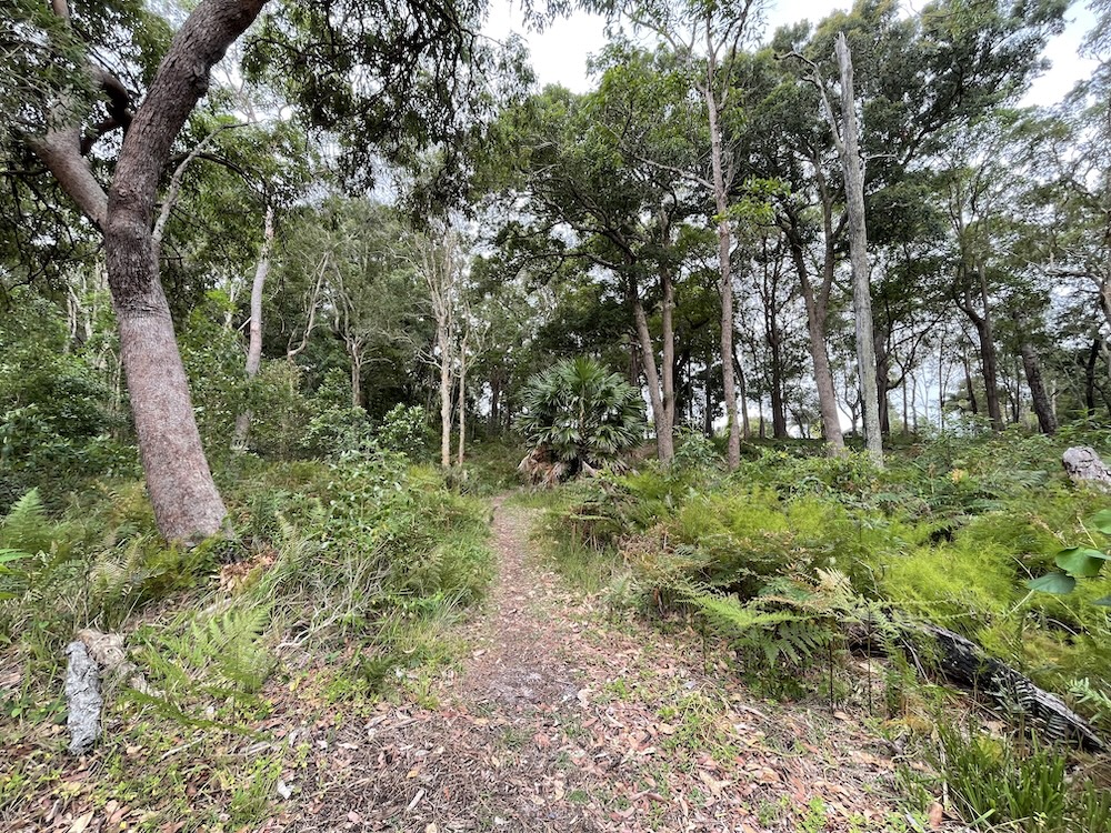 Bribie Island Follow Me Tours - Forest Bathing - Shinrin-Yoku Ecotherapy